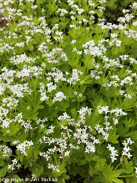 Galium odoratum, tuoksumatara